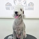 그랜드 애견 미용 | 특수견 가위컷 전문 실력 좋은 광주광역시 남구 애견 미용실 / 베들링턴 테리어 미용 후기