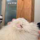 주주 동물병원 이미지