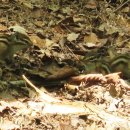 아기다람쥐 이미지