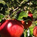 현북농장 이미지