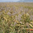 순천만 갈대밭 이미지