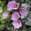 무궁화로 이미지