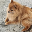 꽁테드빌레(contedeville) 이미지