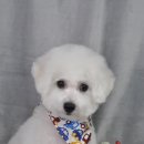 도그조아 이미지