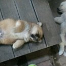서해마트정육점