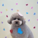 스퀘어독스 서산점 이미지