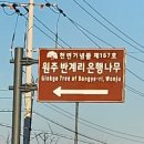 장수송어회식당 | * 원주 여행-[원주 반계리 은행나무]+[치악산 송어회]식당+[라뜰리에 김가]카페 솔직 방문 후기