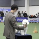 그루밍독 연구소 이미지