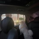 카페멍날 | 부산 강서구 하이멍 애견카페 후기｜요미랑 텐트 있는 운동장 다녀온 날 🐶