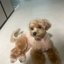 옐로우 켄넬 | 강아지 동반 당일치기 국내여행 갈 때 준비물 체크리스트