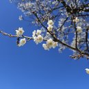 신월농장 | 다압면 매화마을, 3월 말 매화축제 후 방문한 후기! 3월 국내봄여행지로 추천하는 아름다운 매화마을...