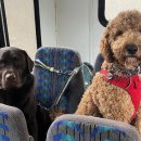 댕댕이버스 이미지