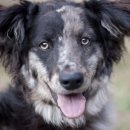 도그레온 이미지