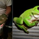 청개구리 이미지