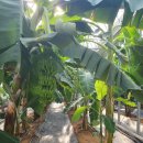 정읍시 농업기술센터 | 2025 1128 정읍시 농업기술센터 과수 벤치마킹 해남 기술센터 해찬망고