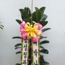 금성청과
