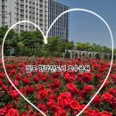 한강신도시호수공원 | - 사슴히의 나들이 : 김포 한강신도시 호수공원 장미원 진짜 후기(5월 가볼만한곳, 꽃구경하기 좋은곳...