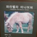파라벨라