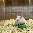 골든햄스터 분양 탬펫 충남아산점 이미지