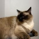 예지사료 | 🇦🇺호주 140-159일차 | 한국에서 호주로 두쫀쿠 배송 받기 가능? 불가능?