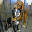 어스펫(US-pet) 이미지