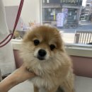 니니 애견 미용실 이미지