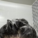 노화해바라기 | 올가즘 샴푸, 저자극 샴푸 추천, 약산성샴푸 추천, 두피 샴푸 추천, 약산성 해바라기 발효 오일 샴푸