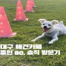 폴인80 | 대구 폴인80 애견카페 솔직 리뷰 후기!