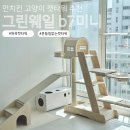 그린캣 | 먼치킨고양이 단차낮고 흔들림없는 튼튼한 원목캣타워 그린웨일 b7미니 내돈내산 구매후기