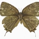 천연 기념물 곤충 목록 & 336가지의 천연기념물 목록 이미지