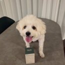 큐펫 | 강아지 종합 영양제 추천 애견 유산균 닥터큐펫 멀티케어 급여 후기