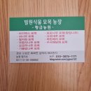 에메랄드그린 문그로우 블루애로우 묘목판매 이미지