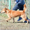 까치애견농장 이미지