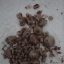 Dr.dog동물의료센터 이미지