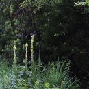 우단담배풀, 두메담배풀, 나래박쥐나물, 긴산꼬리풀, 등대시호, 말나리, 솔나리, 솔체꽃 이미지