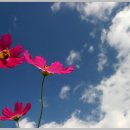 아름다움 이미지