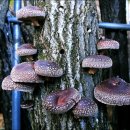 솔안농장 이미지