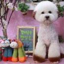 망고네 펫 살롱 이미지