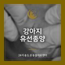 바른동물병원 | 24시 연수구동물병원 8살 강아지 유선종양 중성화 수술 후기