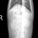 마송동물병원 이미지