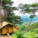 초록숲도서관 티스토리