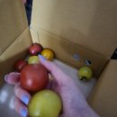 토마토마(tomatoma)
