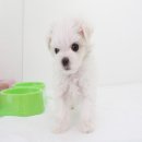 까비애견 이미지