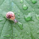 에코라인 이미지