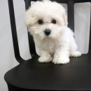 도그마루 강아지고양이 안산점 이미지