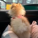 온리동물병원 | [광교 펫 페어] 2025 마이 펫 페어 수원컨벤션센터 방문 후기! 득템한 쇼핑 리스트 9가지