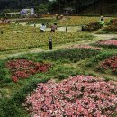 동의보감 이미지