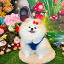 멍스토리 이미지