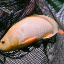 미췬물고기 이미지