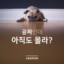 옐로우라이크